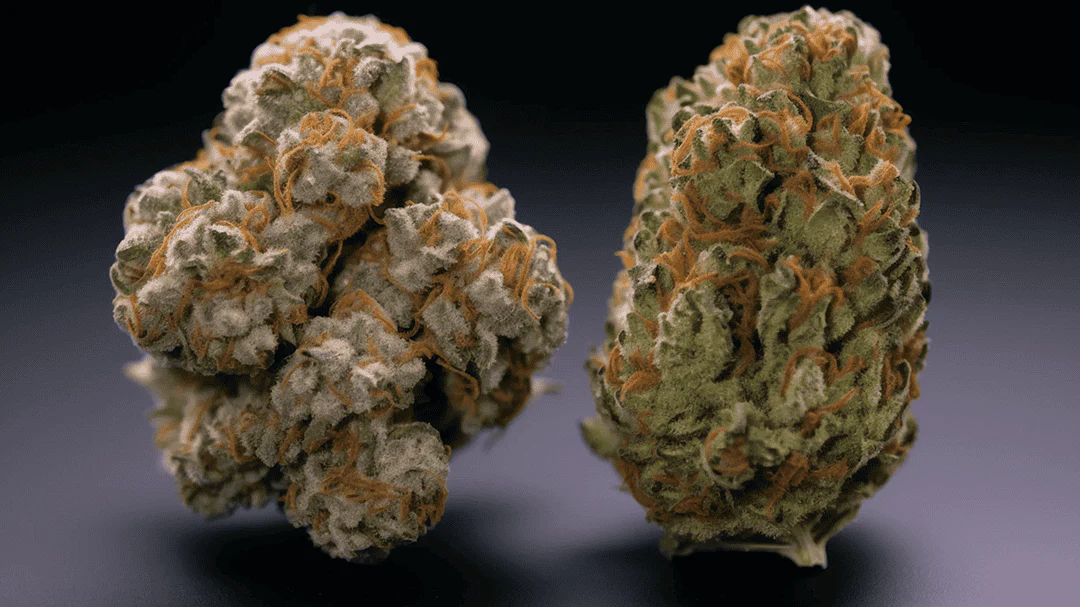 Where Can I Buy Weed Online In Switzerland